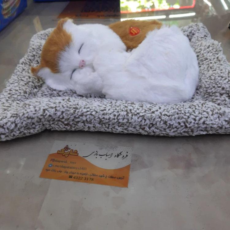 گربه خوابیده صدادار